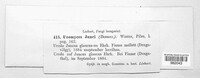 Uromyces junci image